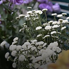 თეთრი ქრიზანთემები